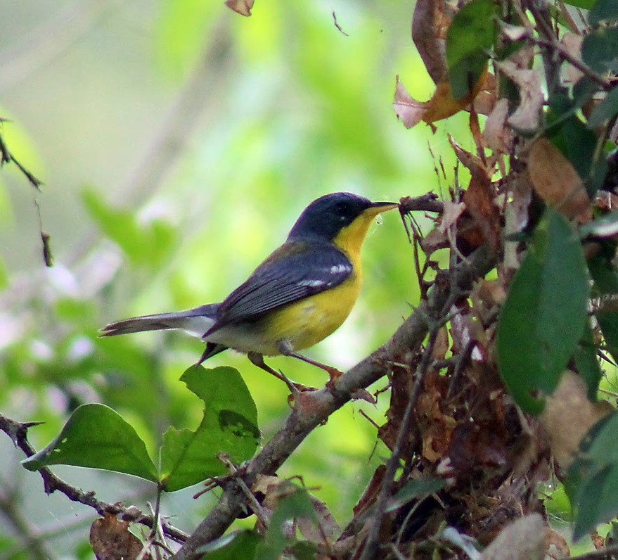 noticias-destacadas/resultado-de-el-gran-dia-mundial-de-las-aves-en-el-parque-natural-regional-el-vinculo